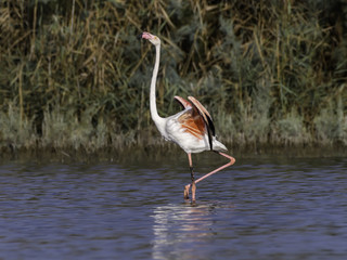 Greater Flamingo Walking with Open Wings