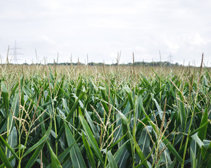View on Cornfield