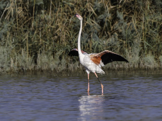 Greater Flamingo Standing with Open Wings
