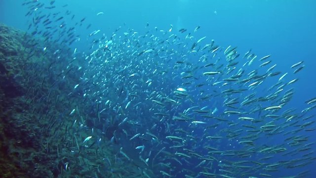 Fish baitball in blue sea - Suba diving in Majorca Spain