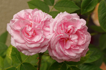 zwei vollerblühte, gefüllte, rosa duftrosen blüten in nahaufnahme
