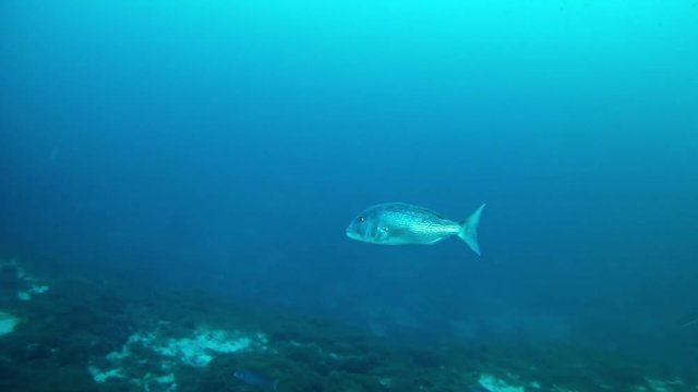 Marine life - Dentex dentex swimming deep