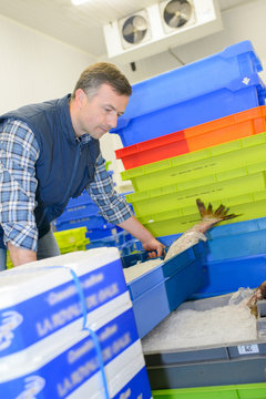 Fishmonger Receiving Fresh Fish Delivery