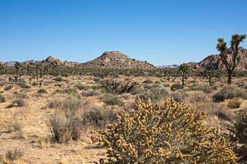 California Desert 3