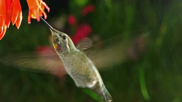 Hummingbird visits coralle fuchsia on rainy day