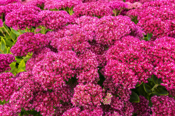 Close-up of Purple Sedum flowering perennial plants in a herbaceous border.