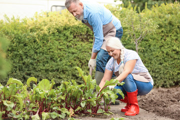 Fototapeta premium Elderly couple working in garden