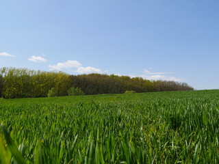 Fototapeta premium field