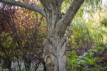Squirrels playing on tree