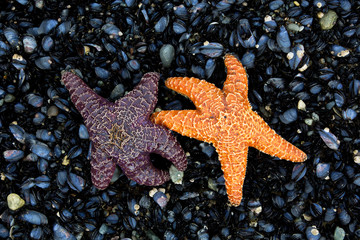 Orange and purple starfish on a bed of mussels