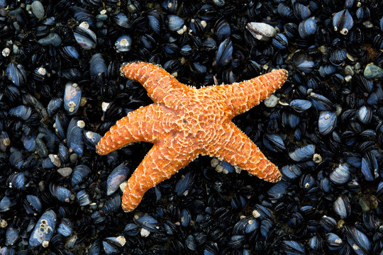 Orange starfish on a bed of mussels