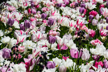 closeup of a tulips field