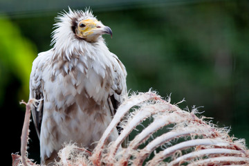 Rapace_1