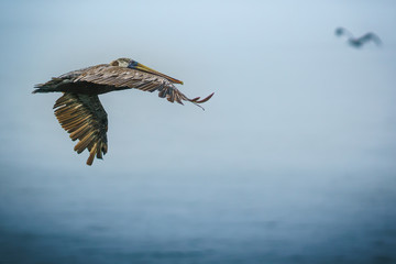 Sea Bird