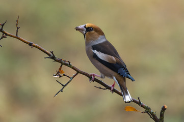hawfinch