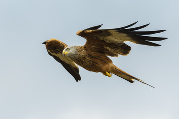 black kite, milvus milvus