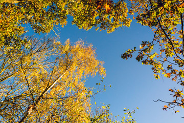 Colorful tree canopy in Autumn on sunny morning - Autumn background 2