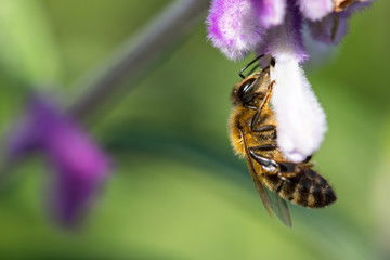 a bee collects nectar from purple flowers in the rays of the sun