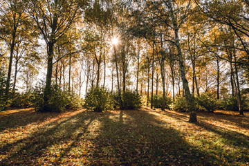 Morning sunlight falling through over Autumn forest - Nature background  2