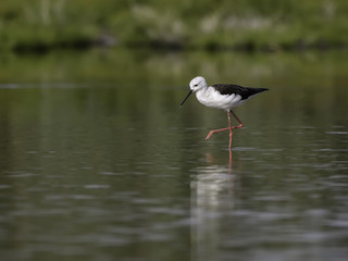 Black-winged Stilt with Reflection Portrait