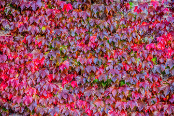 a wall overgrown with a plant with bright red leaves of autumn color