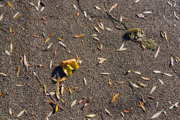 Fallen leaves on the pavement - nature abstract background 2