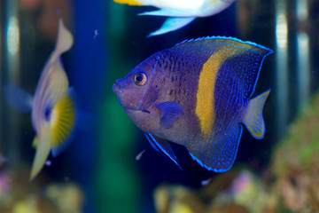 Yellow Bar Angelfish, Pomacanthus maculosus, also known as the Map Angelfish