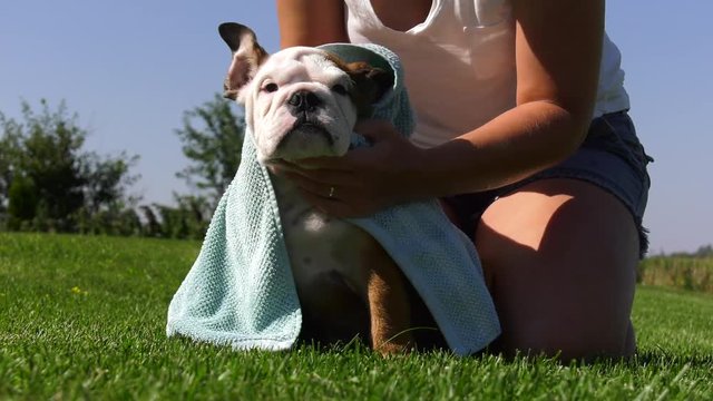 bulldog puppy towel drying 4k medium low shot dpeth of field on grass