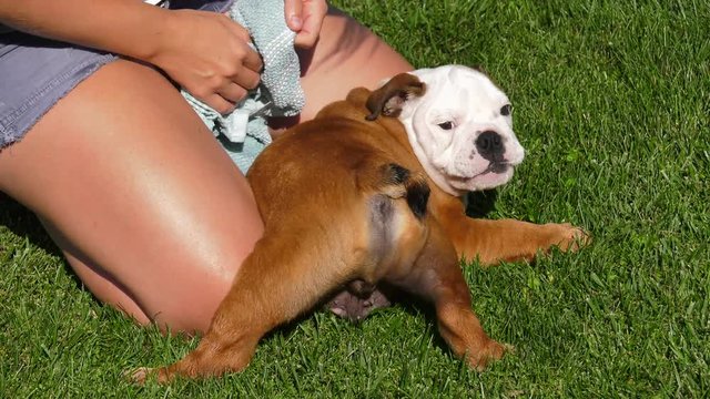 bulldog puppy towel drying his rear end and curly tail 4k