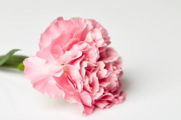 Pink carnation flower on white