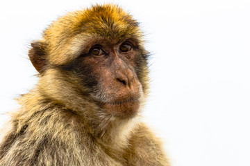 Barbary Macaque Striking a Pose