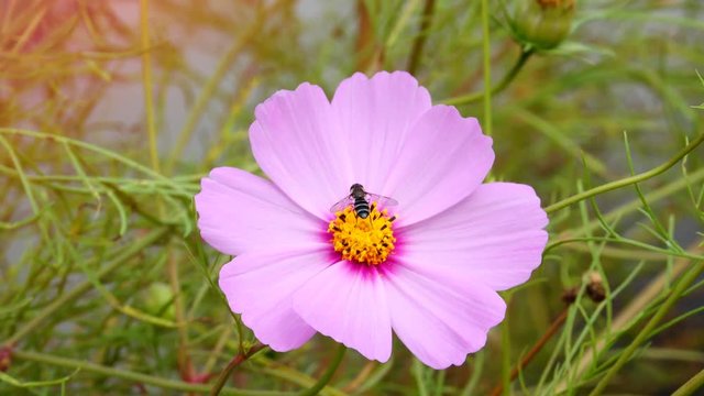 Violet cosmos flower with bee and sunlight flare