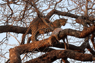 Fototapeta na wymiar Leopard up a tree with her kill