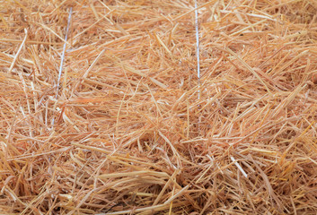 Dry Straw texture background with copy space add text