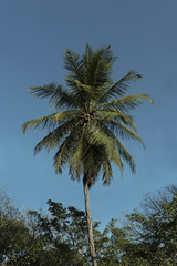 Obraz premium Palm tree among other trees. Beautiful blue summer sky.