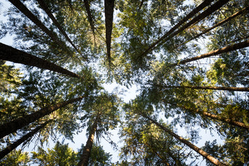 Treetops