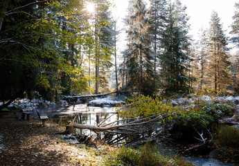 Pond in the forest in fall