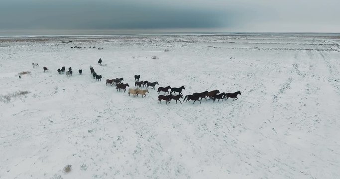 Aerial wild Mustang horse herd winter snow meadow fast. Winter range. Poor food. Wild feral horses.
