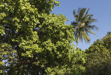 Fototapeta premium Tree viewed from bottom. Branches and leaves forming a beautiful image.