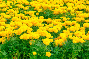 marigold yellow-orange flower blooming beautiful in garden : Select focus with shallow depth of field. (Tagetes erecta, Mexican marigold, Aztec marigold, African marigold)