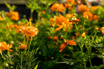 Yellow flower with sunset and sun rays background