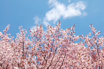 桜と青空と白い雲