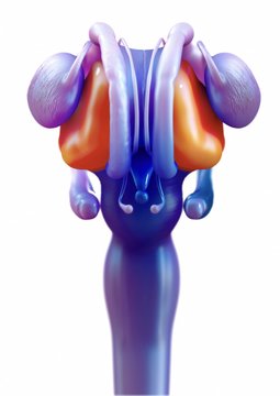 Illustration of human brain thalamus against yellow background