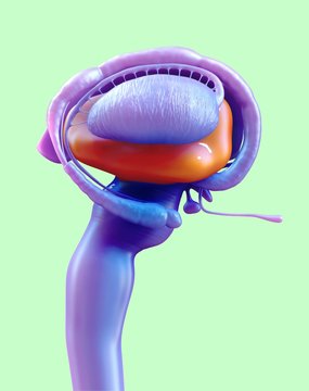 Illustration of human brain thalamus against green background
