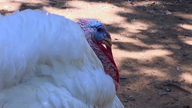 Broad breasted white domesticated turkey