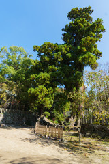 Fototapeta na wymiar 筑波山神社