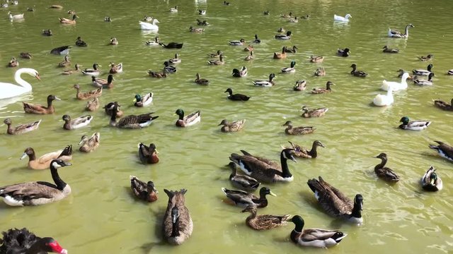 Many waterfowl swimming and coexisting in a pond on a sunny day