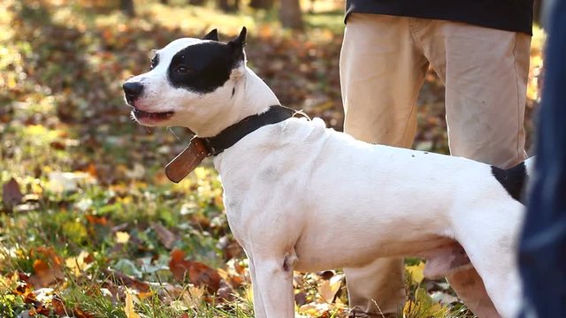 American Staffordshire Terrier