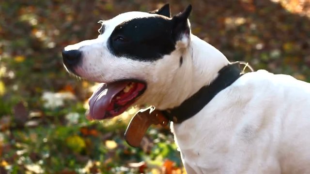 American Staffordshire Terrier Barking  ( with sound )