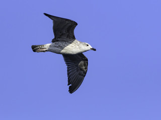 immature Yellow-legged Gull in Flight on Blue Sky